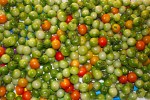 [HOME-STORY]: Grüne Tomaten